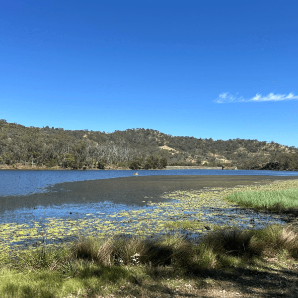 Lake with grassy shore, hills in background, under clear blue sky.